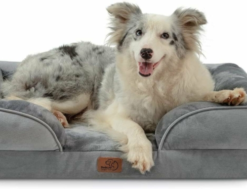 Orthopedic dog beds put to the test